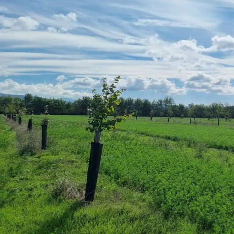 Webinaire : l&rsquo;agroforesterie, une solution pour une agriculture r&eacute;siliente ? - Fondation GoodPlanet | Pour innover en agriculture | Scoop.it