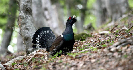 Grand tétras dans les Vosges : la justice autorise la poursuite de l'introduction de spécimens | Biodiversité - @ZEHUB on Twitter | Scoop.it