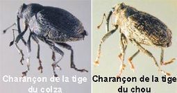 Charan&ccedil;on de la tige et M&eacute;lig&egrave;thes - CETIOM | Agriculture en Pays de la Loire | Scoop.it