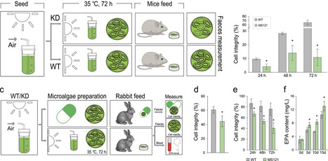 A Modular PLUG-IN Photosynthetic Chassis With Tunable Thermal Control for Mammalian Systems | advS | RMH | Scoop.it