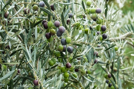 El precio del aceite vuelve a bajar a pesar de la escasa producción fuera de España | OLIVE NEWS | Scoop.it