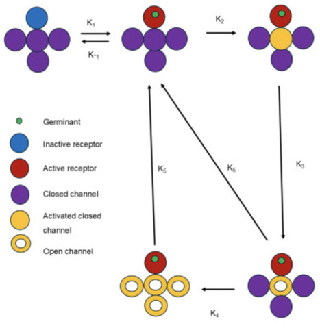A mathematical kinetic model of memory in Bacillus subtilis spore germination | iSci | RMH | Scoop.it