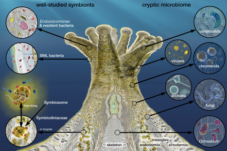 The coral microbiome: Towards an understanding of the molecular mechanisms of coral-microbiota interactions | FEMS Rev | RMH | Scoop.it