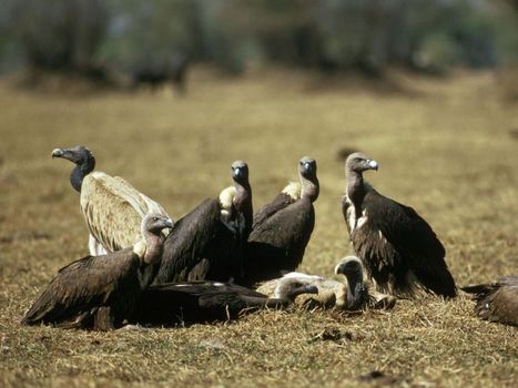 Les vautours du Pakistan menacés par un médicament anti-inflammatoire donné au bétail | Biodiversité | Scoop.it