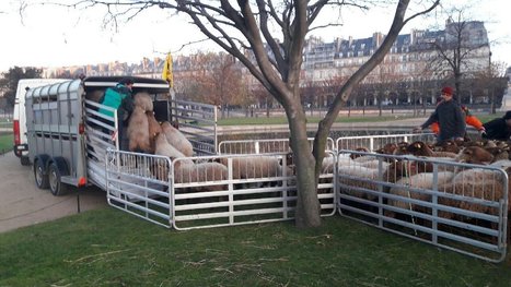 Attaques de loups : les &eacute;leveurs de brebis quittent le jardin des Tuileries &agrave; Paris | Biodiversit&eacute; | Scoop.it