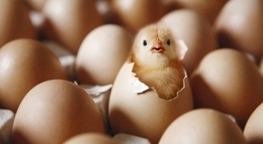 IBM&rsquo;s big data eggs start to hatch | Big Data + Libraries | Scoop.it