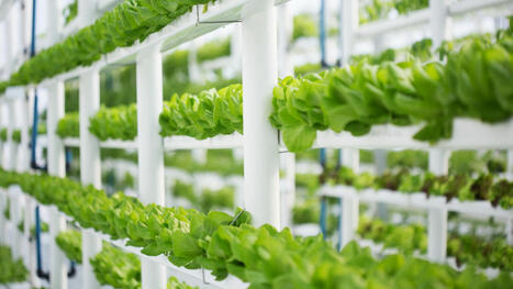 Crea tu propio jardín hidropónico | Artículos CIENCIA-TECNOLOGIA | Scoop.it