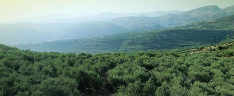 Olive Oil, “King of Foods” for Tourists and Locals in Crete | OLIVE NEWS | Scoop.it