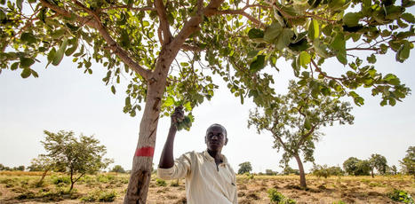 Dans le bassin arachidier du Sénégal, l’agroforesterie tente de retrouver sa place | TRANSITION AGROECOLOGIQUE : PRATIQUES ET POLITIQUES AGRICOLES | Scoop.it