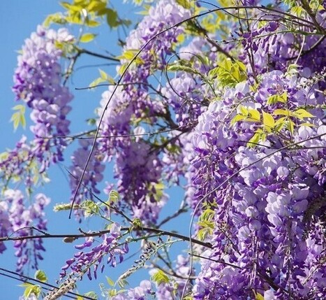 Kleurrijke bloemen in Itali&euml; | Ciao tutti, Ontdek Itali&euml; | Good Things From Italy - Le Cose Buone d'Italia | Scoop.it