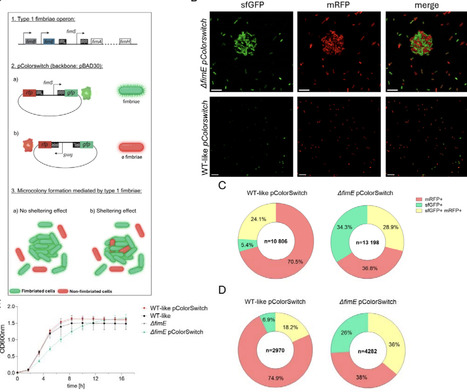 Aggregation-mediated microcolony shields bacteria from contact-dependent competition and maintains phenotypic heterogeneity | brveco | RMH | Scoop.it