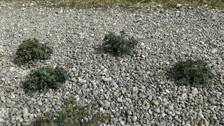 C'est quoi ces drôles de plantes protégées des piétons sur la plage près de Dieppe ? | Une semaine d'actu - Newsletter de veille de l'AURH | Scoop.it