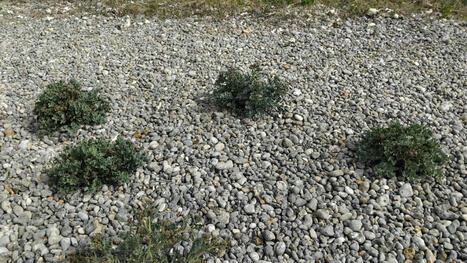 C'est quoi ces drôles de plantes protégées des piétons sur la plage près de Dieppe ? | Une semaine d'actu - Newsletter de veille de l'AURH | Scoop.it