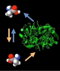 Watching Enzymes Change Molecules&rsquo; Chirality | Natural Products Chemistry Breaking News | Scoop.it