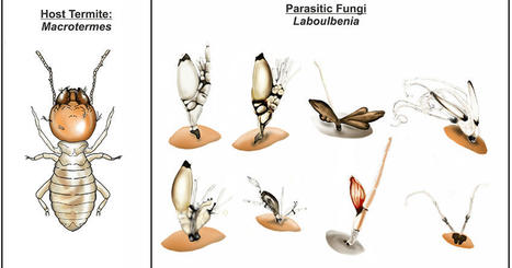 La découverte d'excroissances mystérieuses sur des termites mène à un énorme travail de synthèse sur les champignons ectoparasites associés aux termites | EntomoNews | Scoop.it