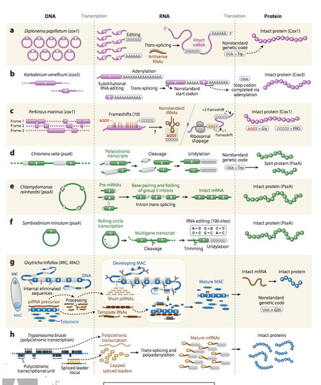 Protist evolution and biology | Scoop.it