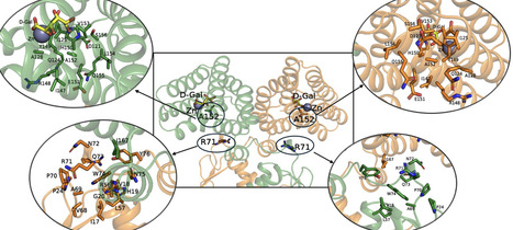 Functional consequences of genetic variations in DgoR, a GntR/FadR family transcriptional repressor of D-galactonate metabolism in Escherichia coli | JBac | RMH | Scoop.it