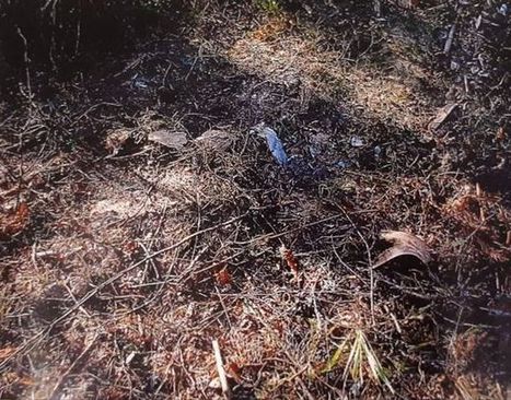 Tänne Anni Törnin ruumis kätkettiin - metsähauta oli metrin syvä ja paikka risujen peitossa | 1Uutiset - Lukemisen tähden | Scoop.it