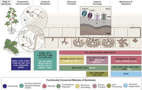 Conservation of genes required for arbuscular mycorrhizal symbiosis | mpmi | RMH | Scoop.it