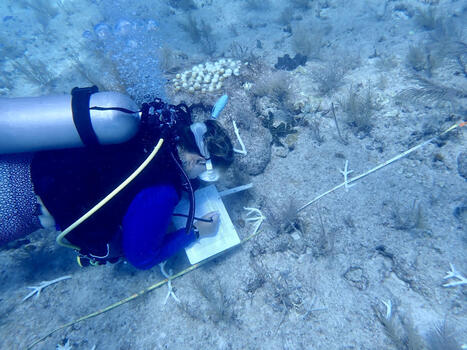 Catastrophic heat wave wiped out 2 endangered corals in the Florida Keys. Now what? | FIU News | Operation Deimos | Scoop.it