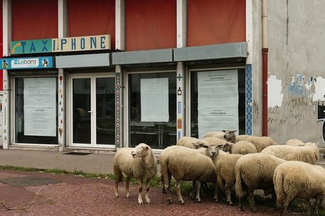 Les moutons sont entrés dans Paris - Libération | CIHEAM Press Review | Scoop.it