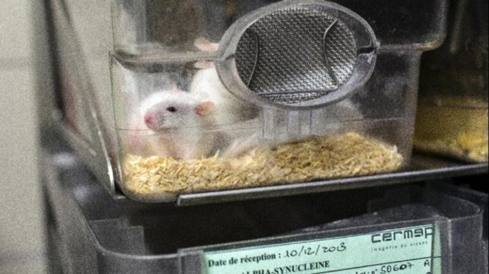 Removing aged cells boosts longevity in mice: study | The Health Report | Scoop.it