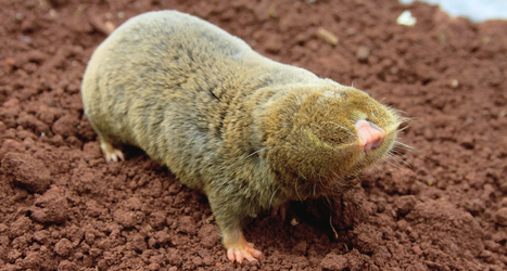 Blind mole-rats are loaded with anticancer genes | Science News | 21st Century Innovative Technologies and Developments as also discoveries, curiosity ( insolite)... | Scoop.it