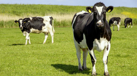 Les mesures de l'élevage laitier en faveur de la neutralité climatique | SCIENCES DE L' ANIMAL | Scoop.it