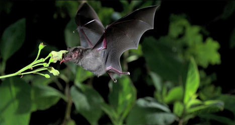 La chauve-souris que donc je suis : « The Eye of the Other » de Daniela Mitterberger & Tiziano Derme | Culture numérique | Scoop.it