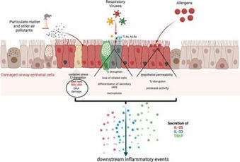 Frontiers | Epithelial cell alarmin cytokines: Frontline mediators of the asthma inflammatory response | Allergy (and clinical immunology) | Scoop.it