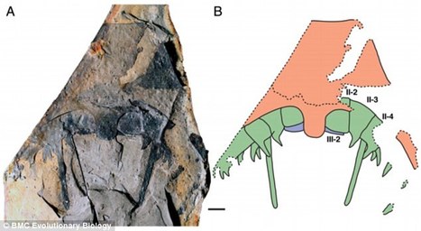 Le fossile d'un "scorpion des mers" géant découvert dans l’Iowa | EntomoNews | Scoop.it