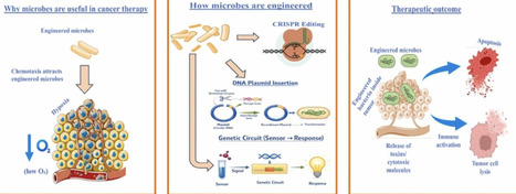 Synthetic biology of oncolytic bacteria: Comparative microbial chassis and precise killing strategies | RMH | Scoop.it