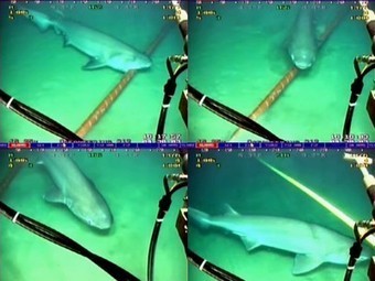 Sharks are fighting back! They're trying to eat Google's undersea cables (video) | Coastal Restoration | Scoop.it
