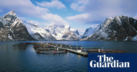 A salmon tax: could Norway’s plan show the way to share the benefits of the seas? | Food | The Guardian | International Economics: IB Economics | Scoop.it