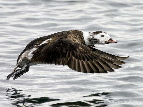 Using Bird Detection AI | Mirrorless Cameras | Scoop.it