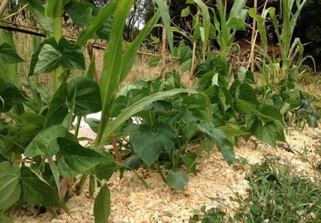 Au jardin sans pétrole, l’alliance entre maïs, courge et haricot résiste bien à la sécheresse | Les Colocs du jardin | Scoop.it