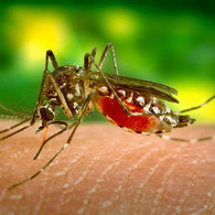 Información sobre el Virus del #Zika: MedlinePlus en español | Salud Publica | Scoop.it
