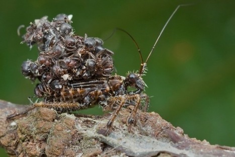L’insecte assassin qui porte les cadavres de ses victimes sur son dos | EntomoNews | Scoop.it