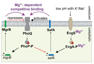 Antagonistic small proteins enable magnesium-dependent tuning of two-component signaling | brvm | RMH | Scoop.it