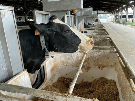 L'ingestion des vaches taries se dote de nouveaux repères | Actualités de l'élevage | Scoop.it