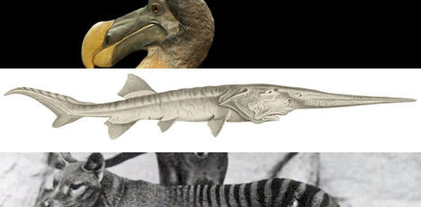 Quand et comment d&eacute;cide-t-on qu&rsquo;une&nbsp;esp&egrave;ce est &eacute;teinte&nbsp;? | Biodiversit&eacute; - @ZEHUB on Twitter | Scoop.it