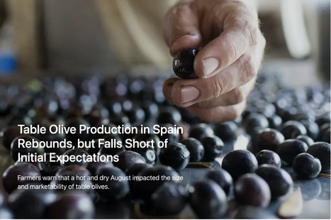 Table Olive Production in SPAIN Rebounds, but Falls Short of Initial Expectations | CIHEAM Press Review | Scoop.it