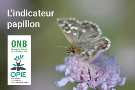 Sur les 301 espèces de papillons de jour vivant en France métropolitaine, 200 ont perdu au moins un département, soit 66 %. Alors que fait-on ? | Variétés entomologiques | Scoop.it