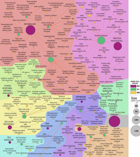 Genome‐wide mapping of gene essentiality in Pseudomonas chlororaphis ATCC 9446 using transposon mutagenesis | brvsys | RMH | Scoop.it