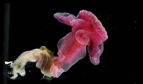La créature marine qui porte désormais le nom d’un maitre Jedi. | Dr. Goulu | Scoop.it