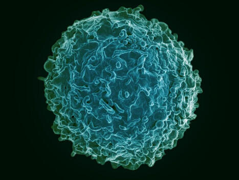 Immune cells switch roles during infection | Christopher Sundling | Immunology | Scoop.it