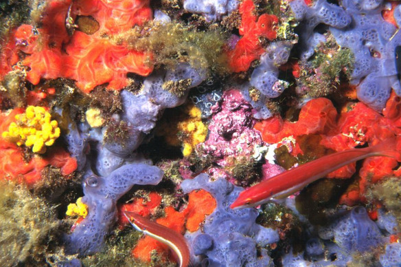La mer Méditerranée va mieux, bien mieux qu'il y a 40 ans, annonce l'Agence de l'Eau