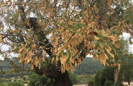Aprobadas nuevas normas internacionales para diagnosticar la Xylella y otras plagas | OLIVE NEWS | Scoop.it