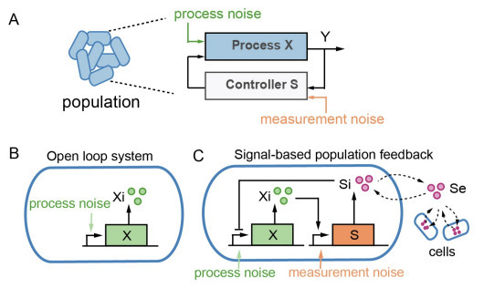 The Interplay Between Cell-cell Signaling and N...