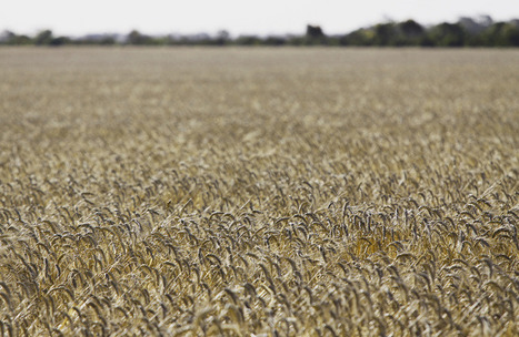 Australia's farming future: can our wheat keep feeding the world? | Stage 5 Sustainable Biomes | Scoop.it